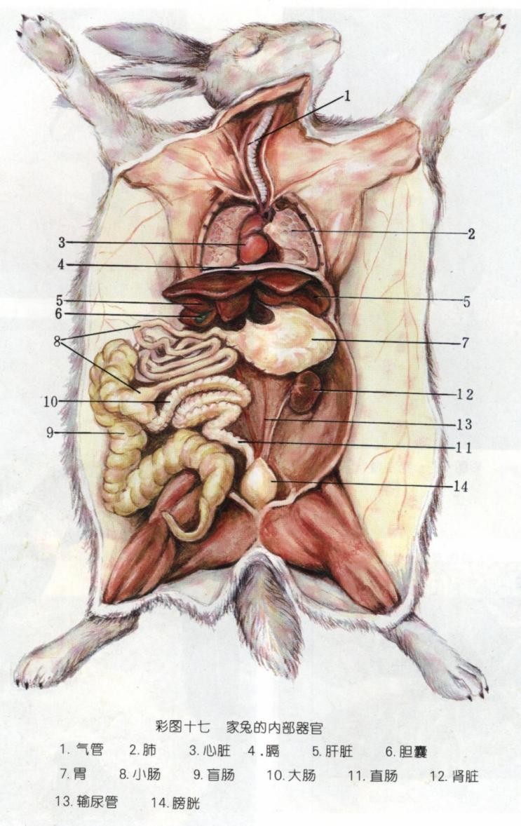 宠物兔的健康卫士——BCM引领高纤化毛新时代