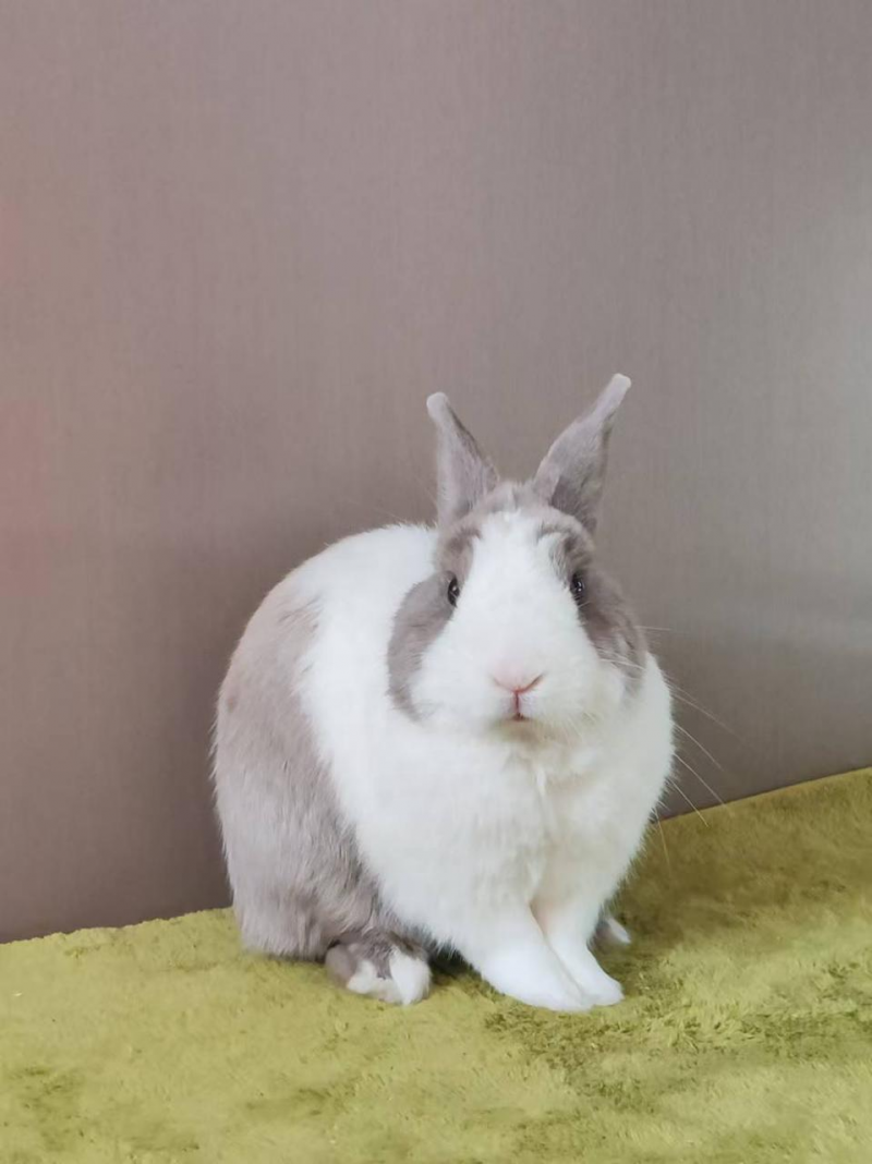 换季时兔毛满天飞?BCM揭秘:如何实现肠道健康与毛发光泽的黄金平衡