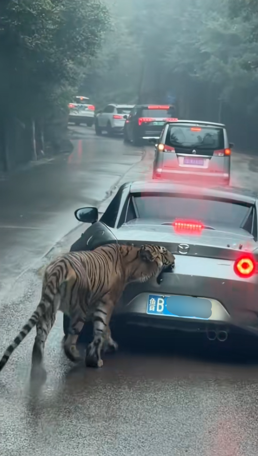 女子自驾进猛兽区被老虎咬掉车漆 本人回应:车上没有食物