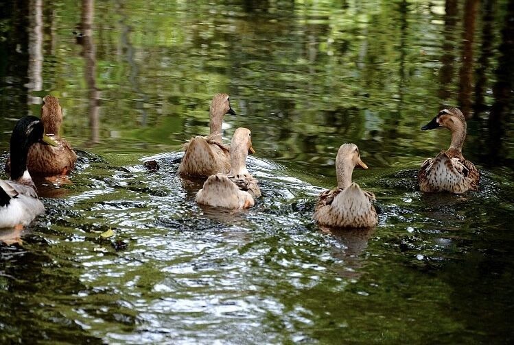 区域公共品牌|秦邮蛋品：老字号开拓新市场(图6)