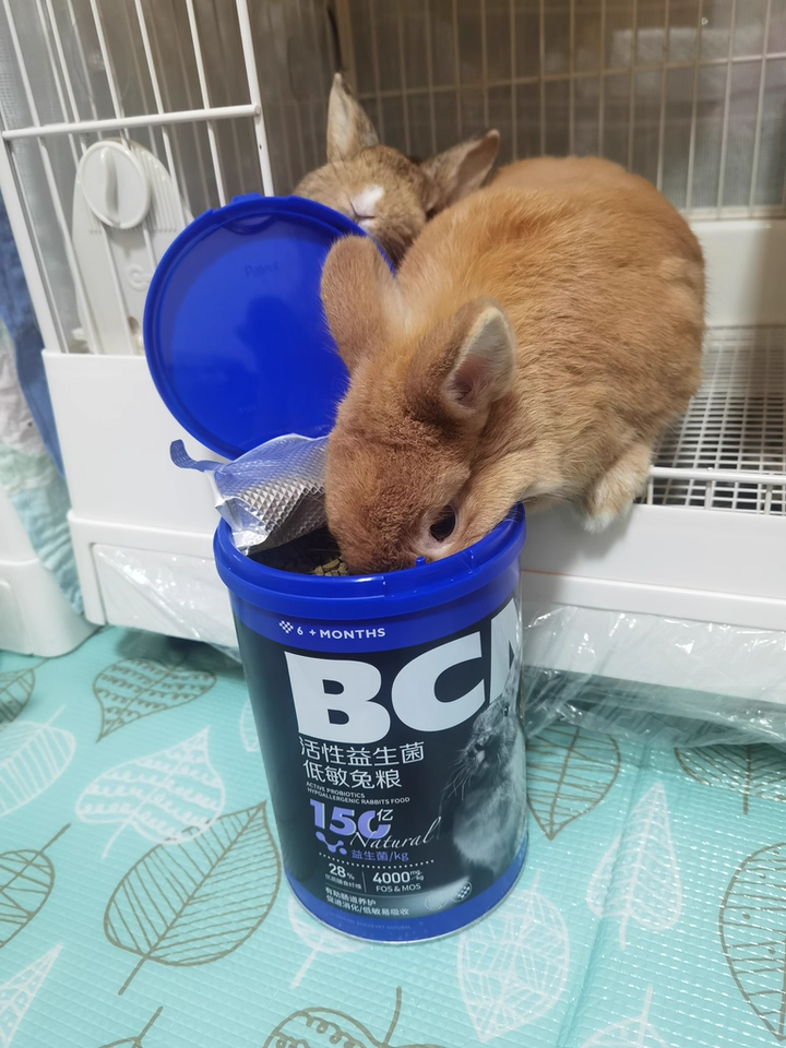 BCM 低敏益生菌兔粮:肠胃脆弱兔子的福音,改善兔兔肠胃健康!(图12) BCM 低敏益生菌兔粮:肠胃脆弱兔子的福音,改善兔兔肠胃健康!(图12)