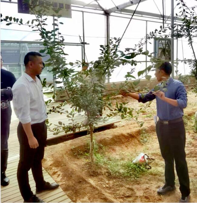 农业科技创新加"料" 新疆伽师新梅变乡村振兴"金"果(图3) 农业科技创新加"料" 新疆伽师新梅变乡村振兴"金"果(图3)