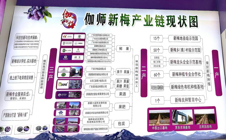 农业科技创新加"料" 新疆伽师新梅变乡村振兴"金"果(图2) 农业科技创新加"料" 新疆伽师新梅变乡村振兴"金"果(图2)