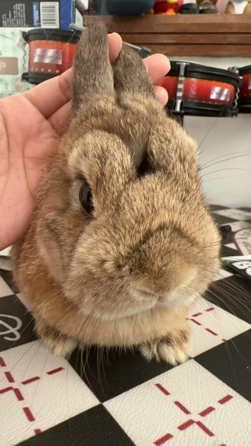 换季时兔毛满天飞?BCM揭秘:如何实现肠道健康与毛发光泽的黄金平衡(图2) 换季时兔毛满天飞?BCM揭秘:如何实现肠道健康与毛发光泽的黄金平衡(图2)